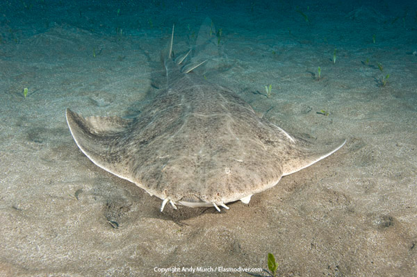 Angel Shark Alchetron The Free Social Encyclopedia